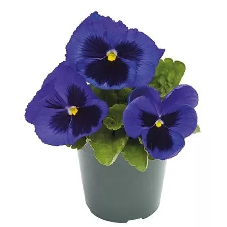 Pansy Carneval Blue with Blotch 9cm pot