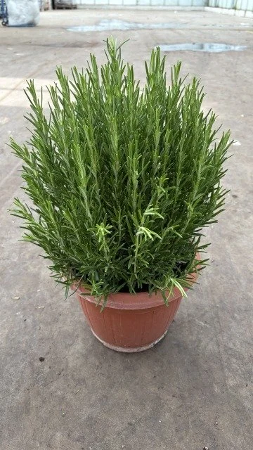 rosmarinus officinalis.jpg