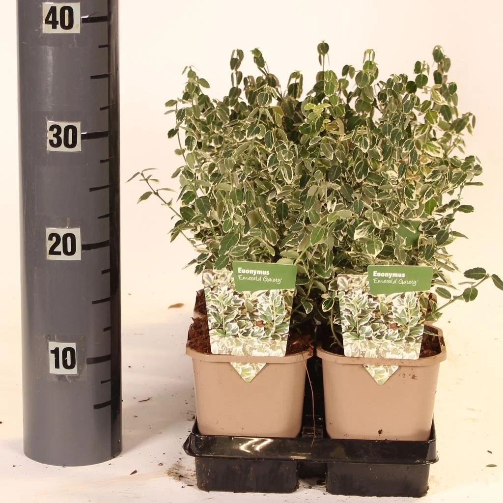Euonymus Emerald Gaiety.jpg
