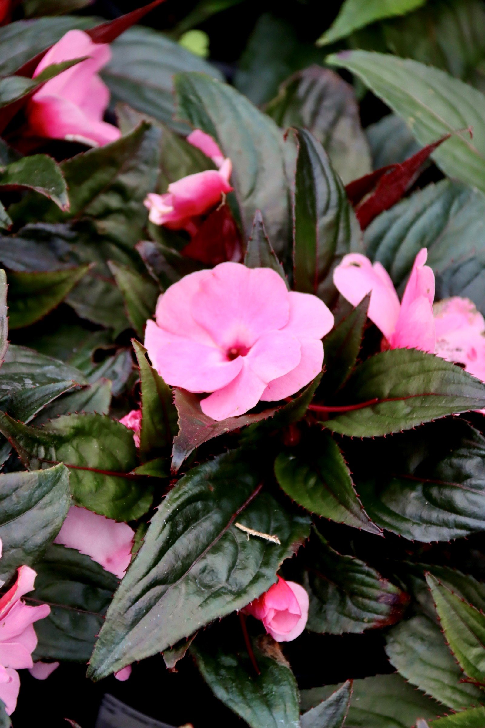 Pink.jpg