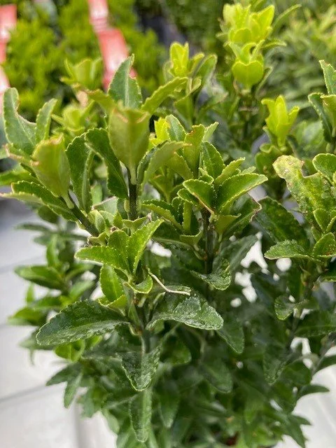 Euonymus Green Spire close up.jpg