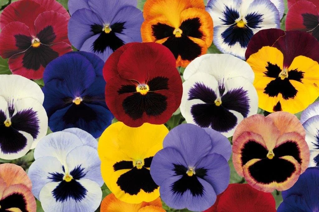 Pansy Matrix Blotched Mixed 01(4).jpg