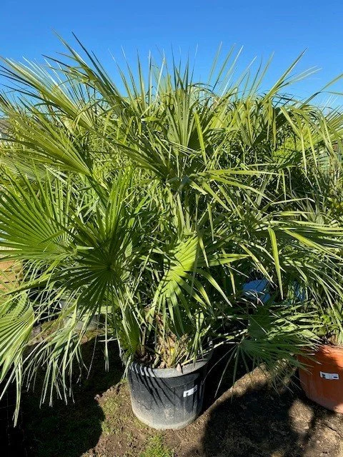 Chamaerops Humilis (Fan Palm) 50lt 115cm tall