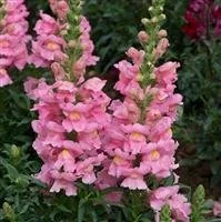 Antirrhinum Hot Pink Black 6 pack