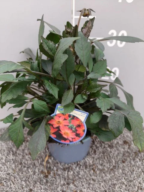 Dahlia Orange Red Bicolour.jpg