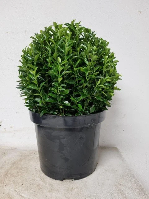 green spire ball.jpg