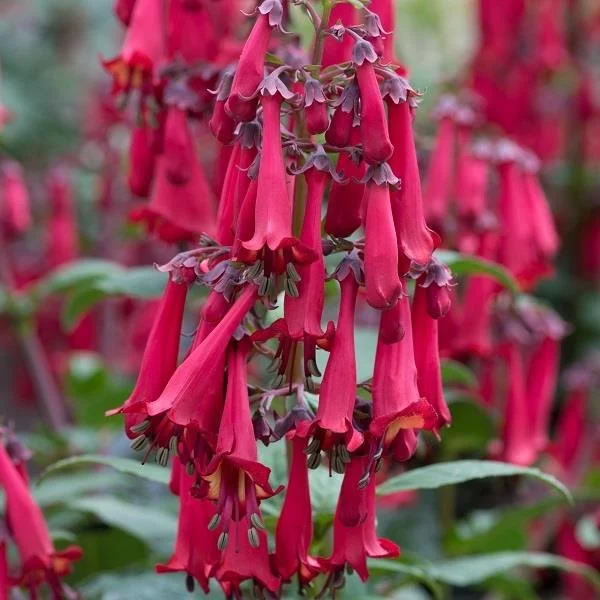 Phygelius Colorburst Deep Red 2lt