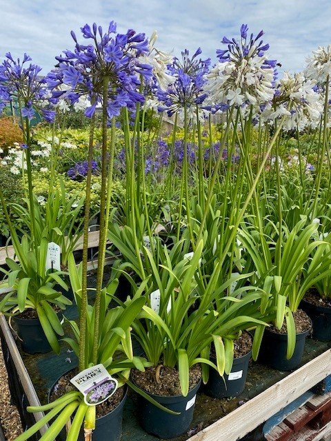agapanthus blue and white.jpg