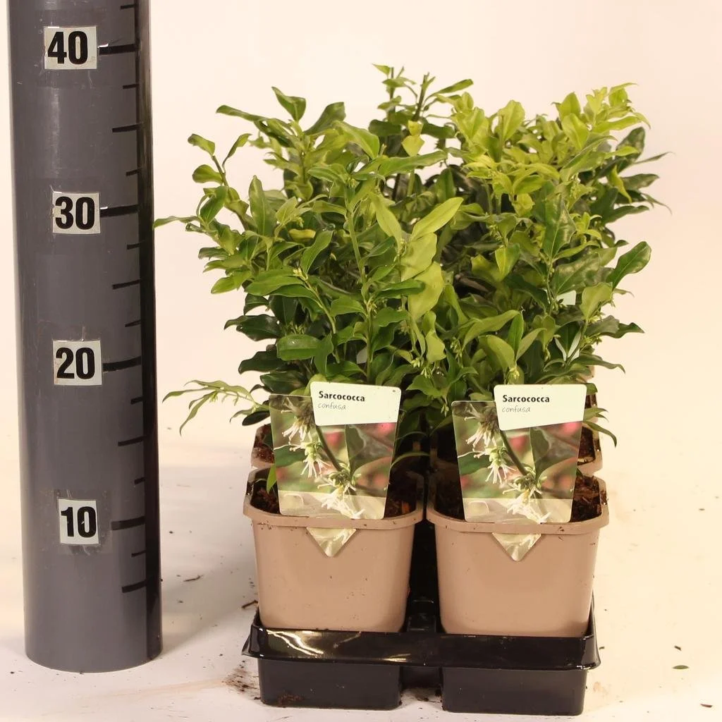 Sarcococca confusa.jpg