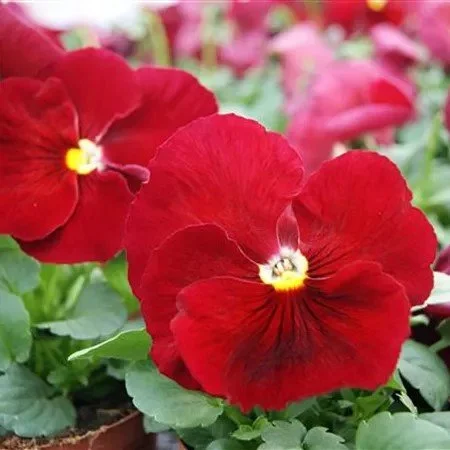 Pansy Carneval Scarlet 9cm pot