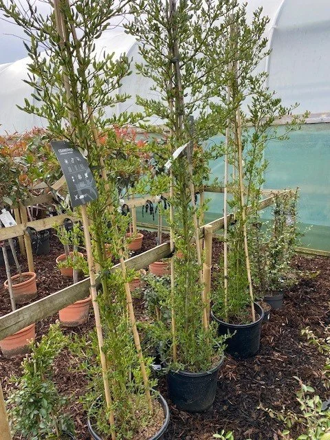 Ceanothus impressus 'Victoria' 20lt