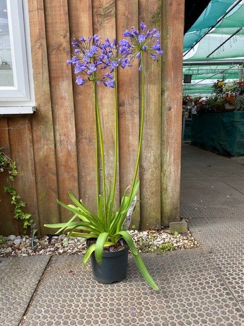 agapanthus blue.jpg