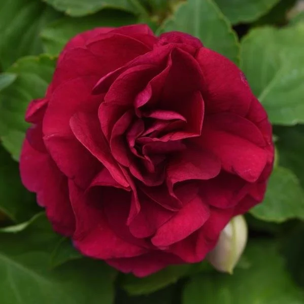 Impatiens Double Glimmer Burgundy 10.5cm