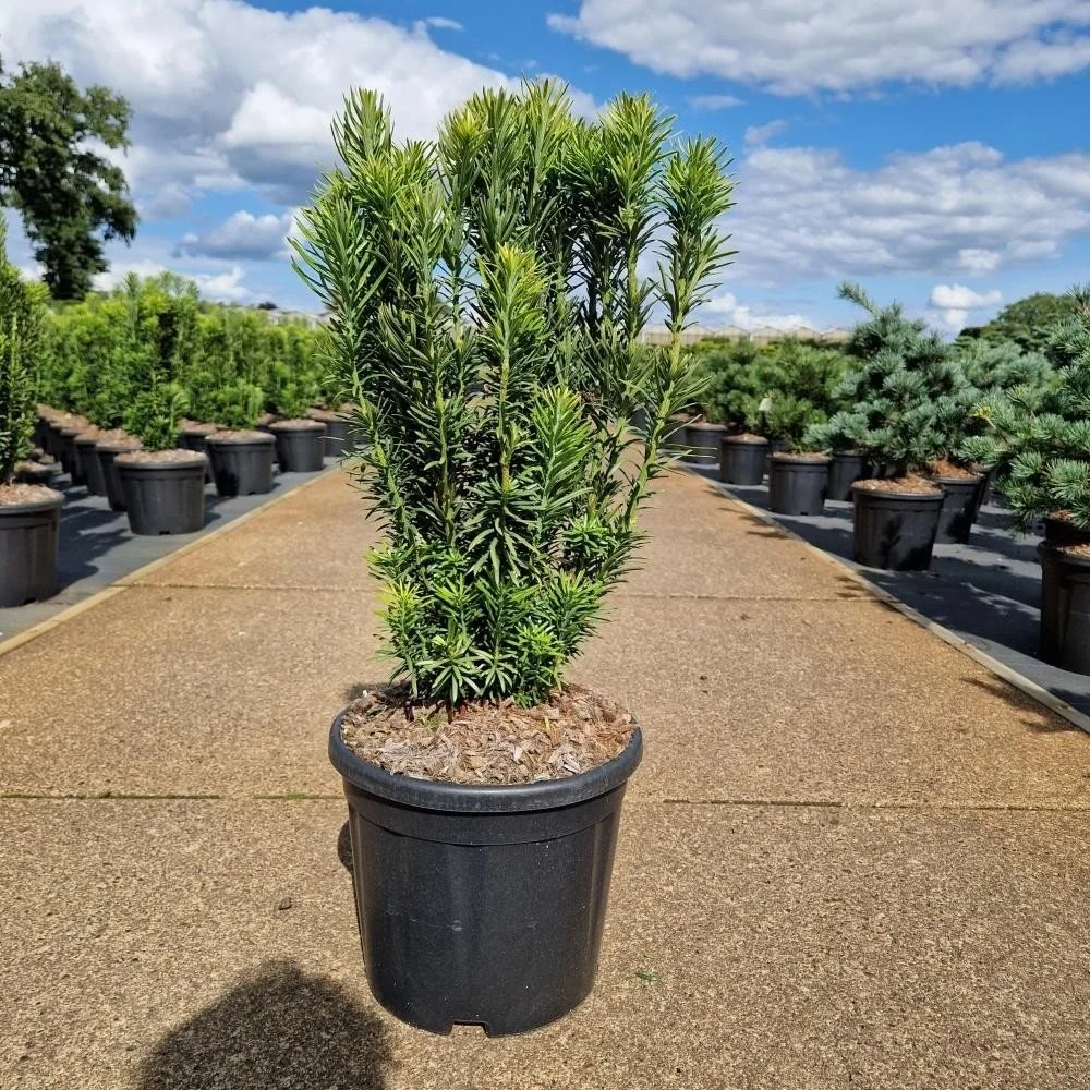 Cephalotaxus harringtonia ‘Fastigiata’ – 11L Pot (80cm)
