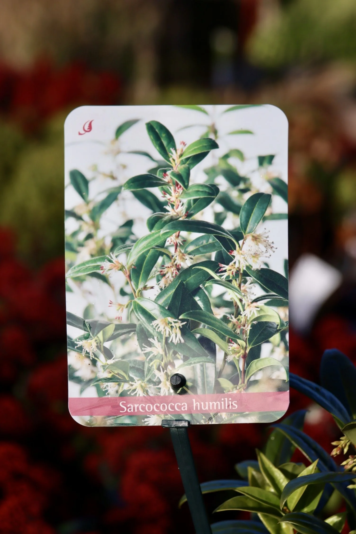 Sarcococca Humilis 2lt