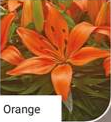 Lily Fantasiatic Orange 3lt pot
