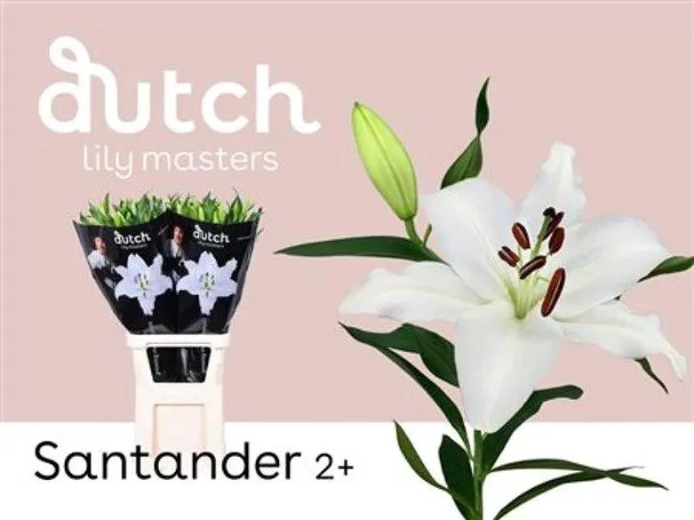 Lilly Oriental - length 75cm