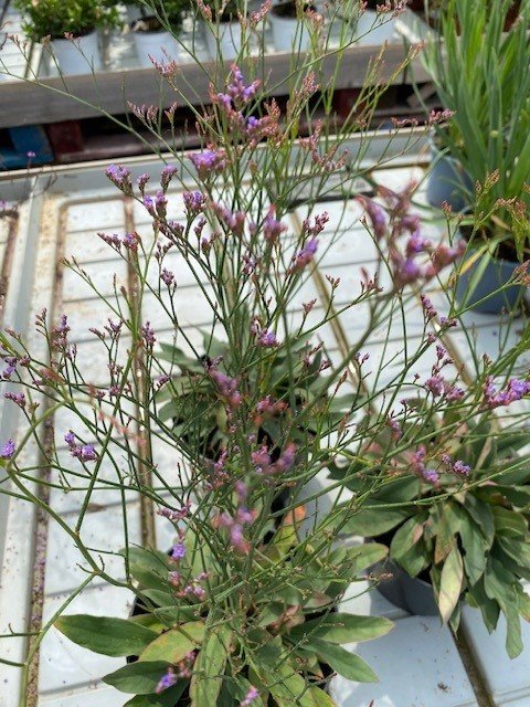 Limonium Dazzle Rocks 1.jpg