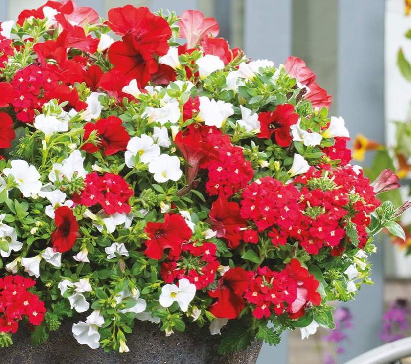 Mix Master Power Play 13cm pot