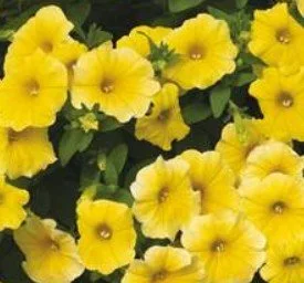 Petchoa Caliburst Yellow 9cm