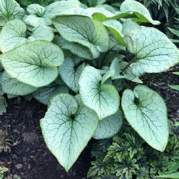 Brunnera Alchemy Silver 2lt