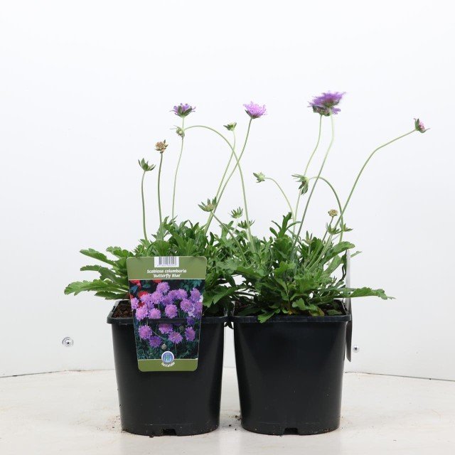 Scabiosa Colombaria Butterfly Blue V2 65cm