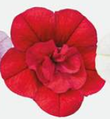 Calibrachoa Cabaret Double Red