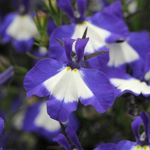 Lobelia Waterfall Deep Blue Ice 9cm