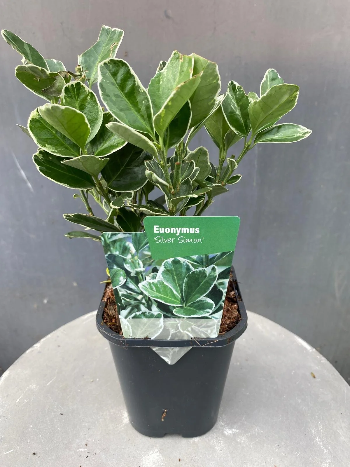 Euonymus japonicus 'Silver Simon'