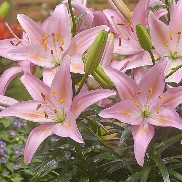 Lily Fantasiatic Pink 3lt