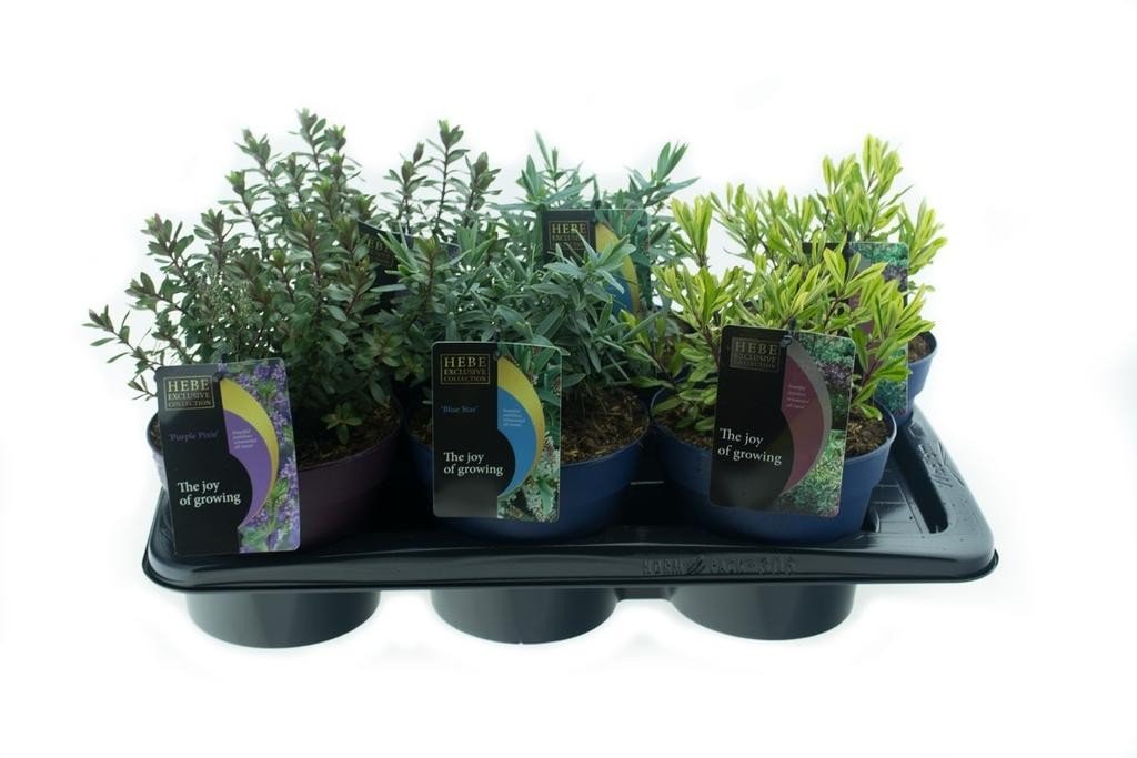 Hebe in varieties.jpg