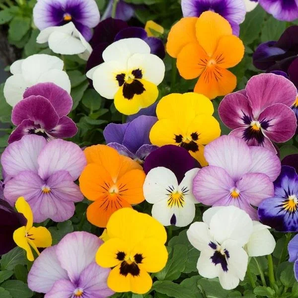 Viola Sorbet XP Autumn Mix  - 6 Pack