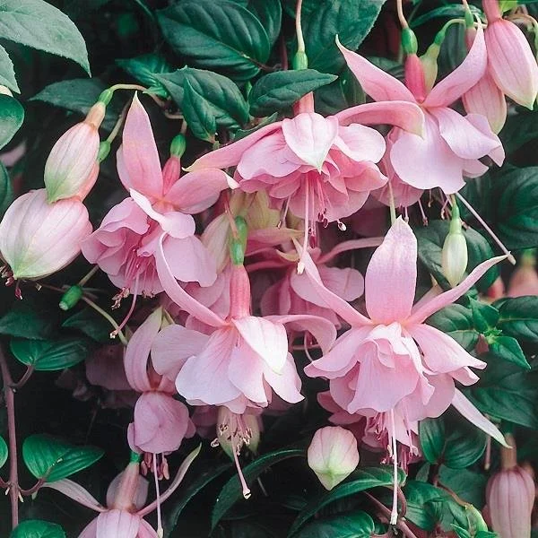 Fuchsia Pink Galore 9cm