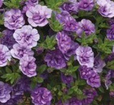 Calibrachoa Cabaret Double Sky Blue 9cm