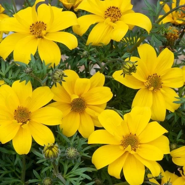 Bidens Sixbi Gold 9cm