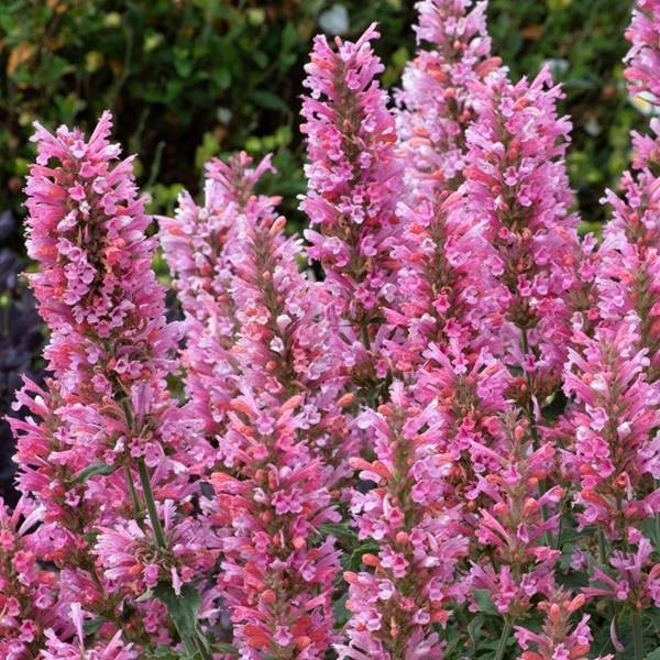 Agastache Hybrida Pink Pearl.jpg
