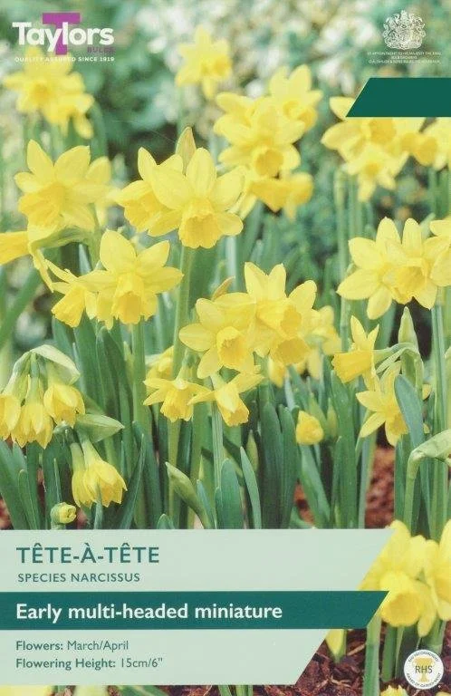 40 Narcissus Tete a Tete 10-11