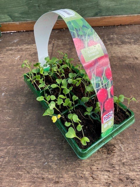 Raddish Sparkler 6 pack