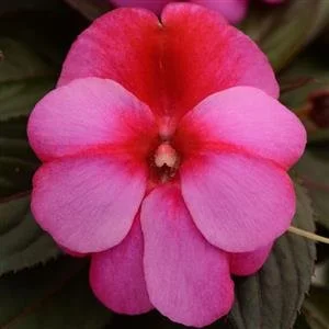 Impatiens NG Clockwork Pink Star 13cm