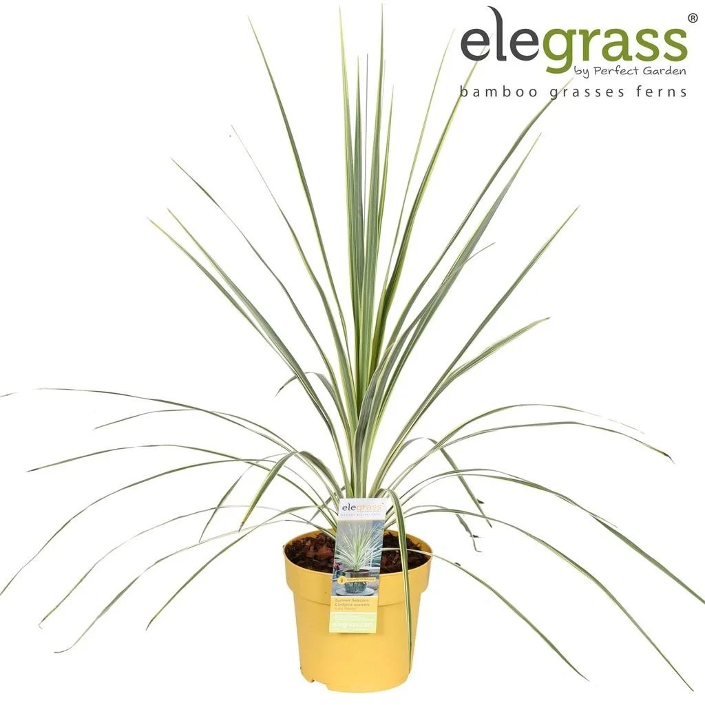 Cordyline aus. Lime Passion.jpg