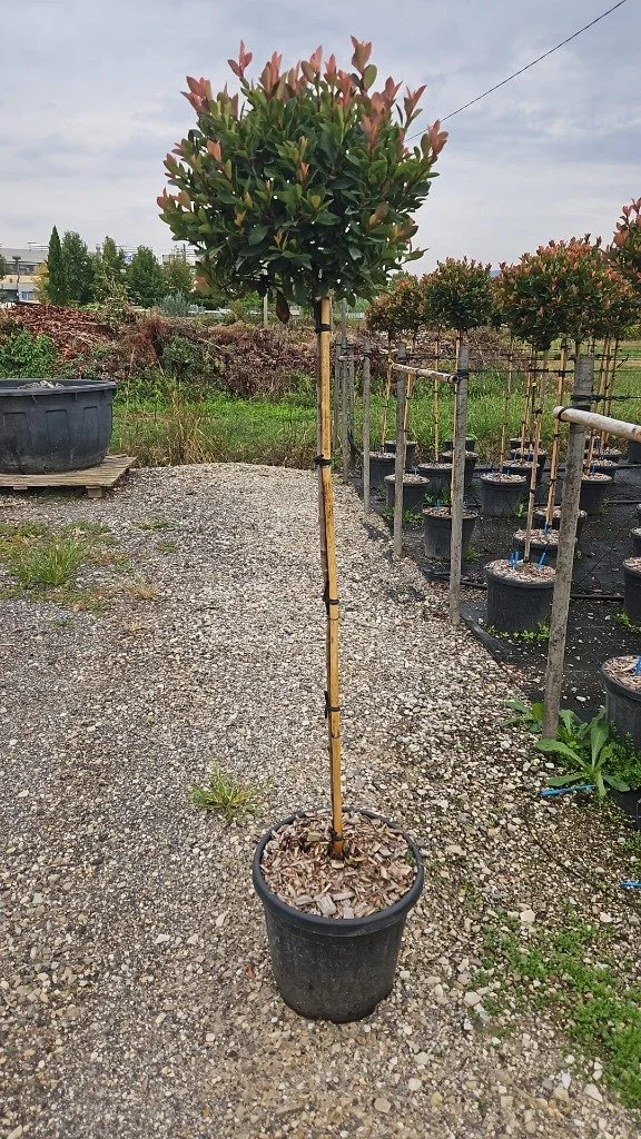 Photinia fras. Chico half standard.jpg