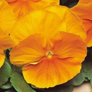 Pansy Matrix Orange.jpg