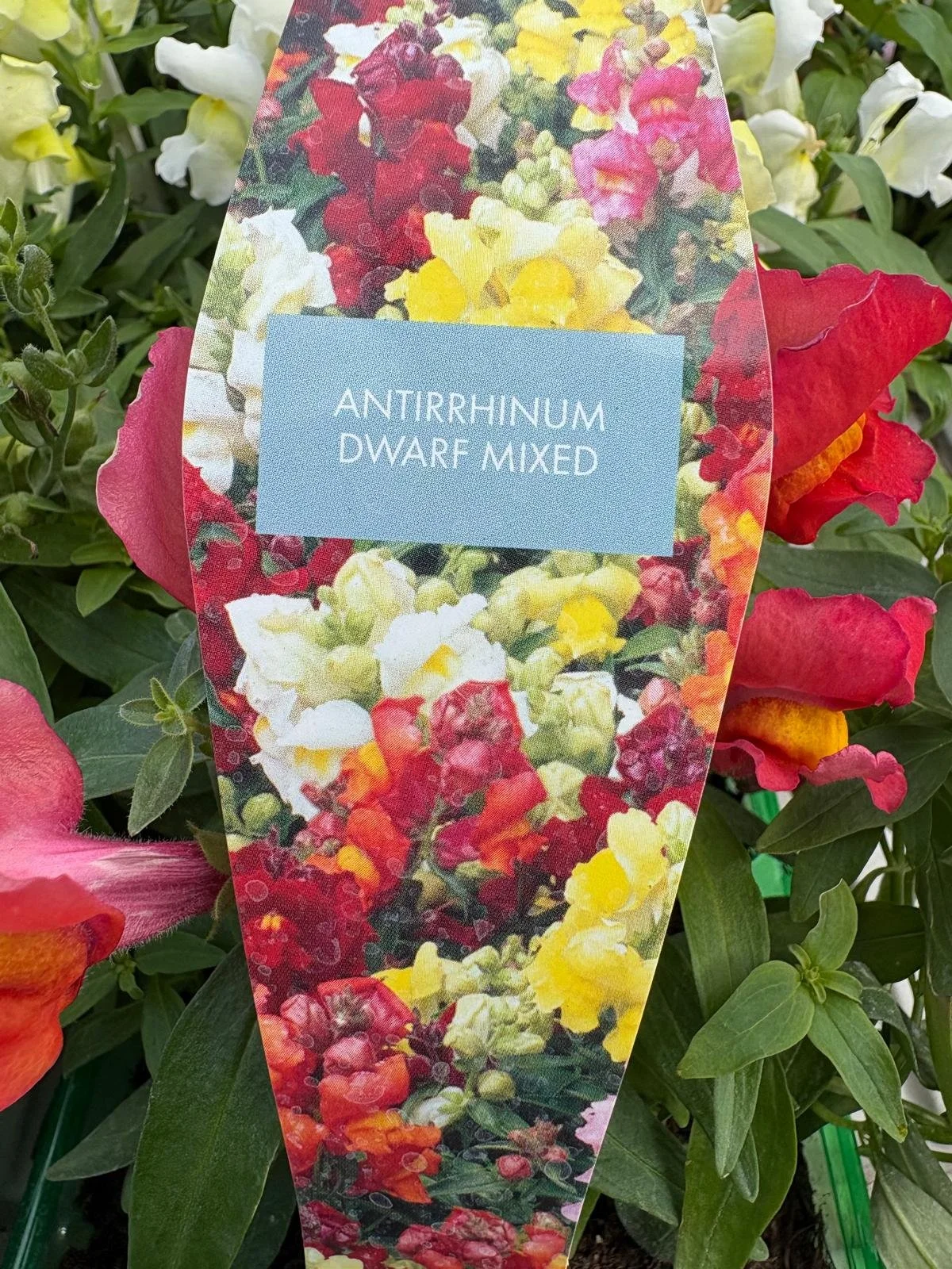 Antirrhinum Dwarf Mixed 6 Pack