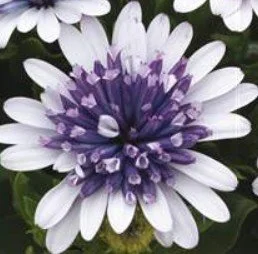 Osteospermum Dalina Double Blue Ice 13cm