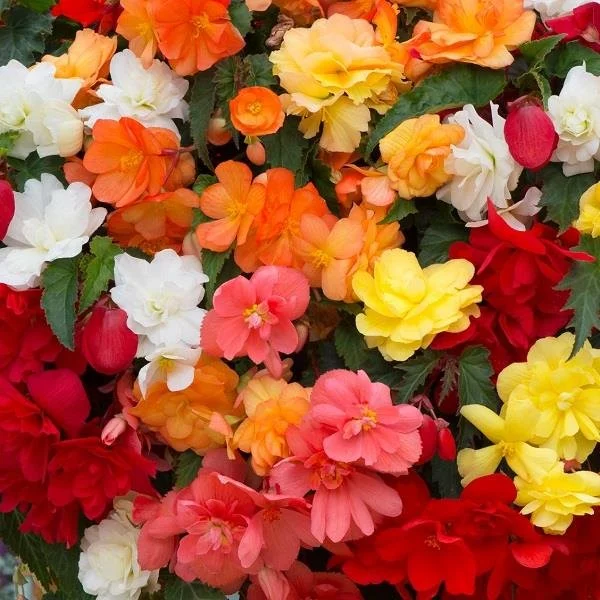 14" Begonia Illumination Mix Basket
