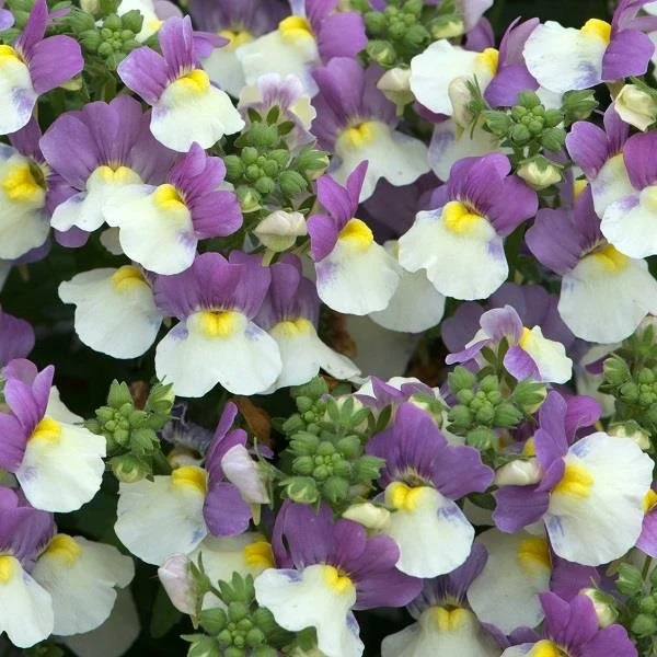Nemesia Lady Kate 9cm
