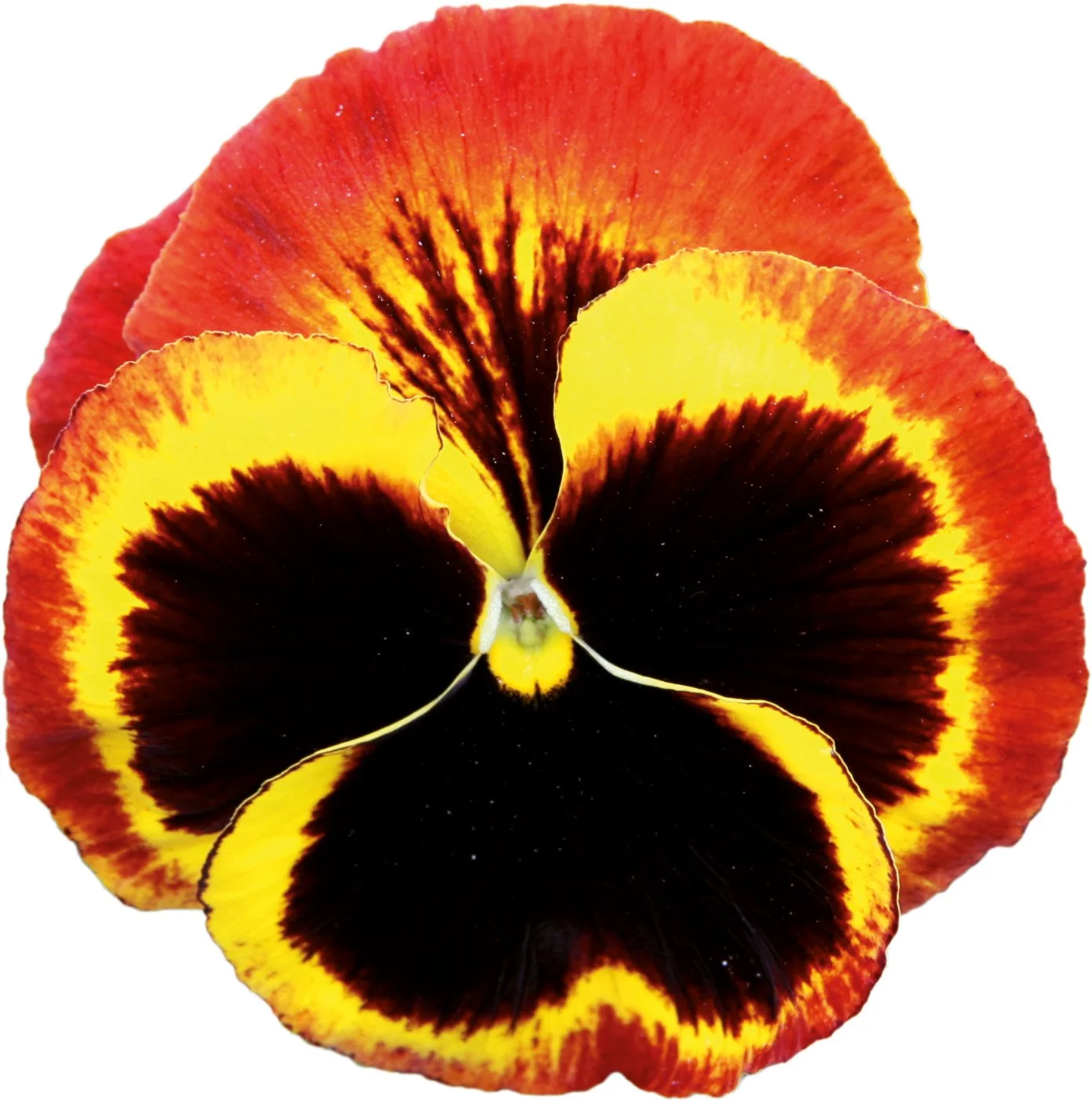Pansy Carneval Fire 9cm pot