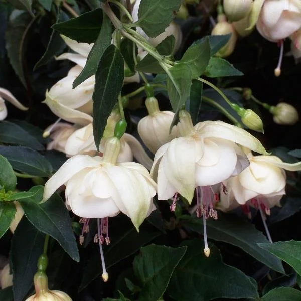 Fuchsia Trudi Davro 9cm