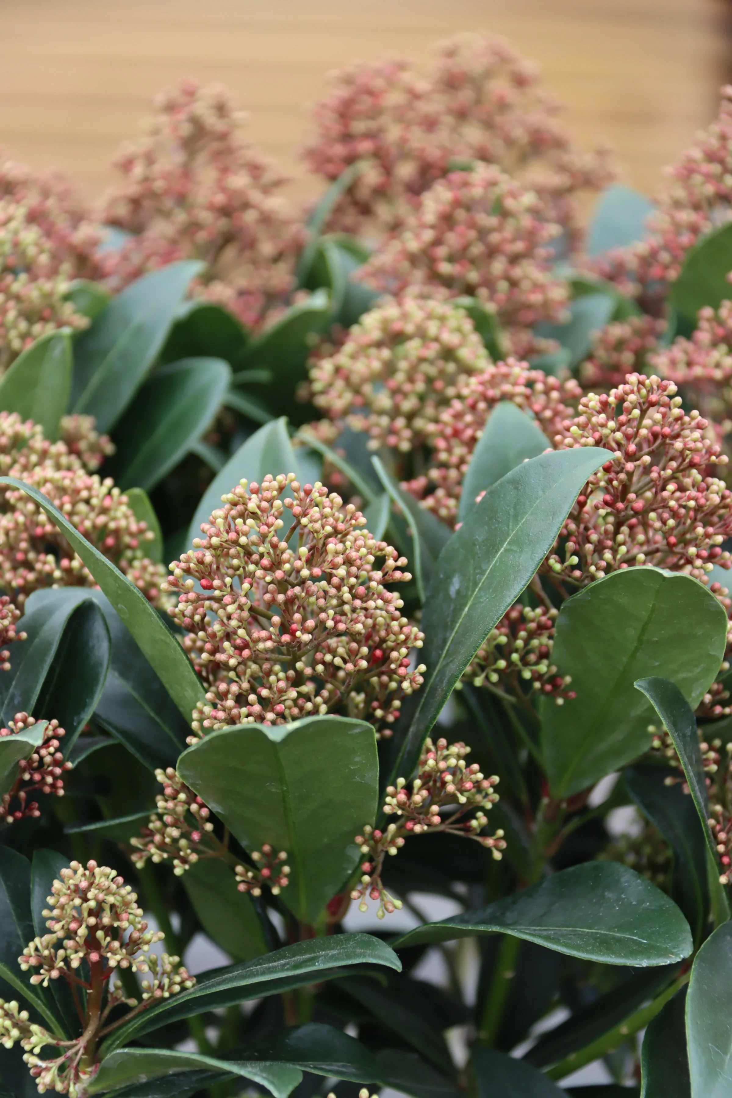 Skimmia Japonica Rubella 2lt pot