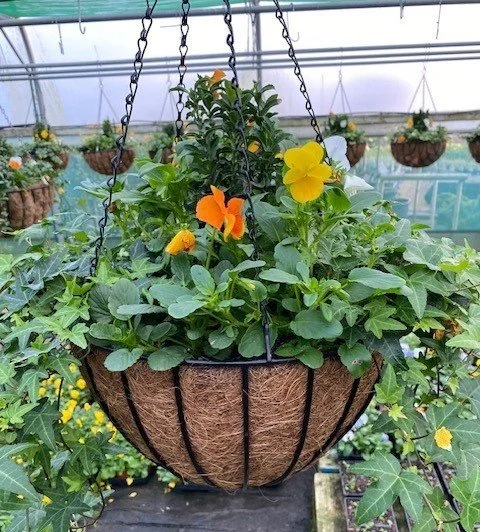 Winter 14" Citrus Hanging Basket